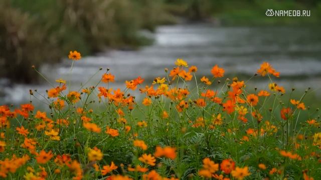 Как определить знак Зодиака по внешности и поведению смотреть онлайн