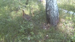 Капалуха на гнезде часть 3 появление птенцов