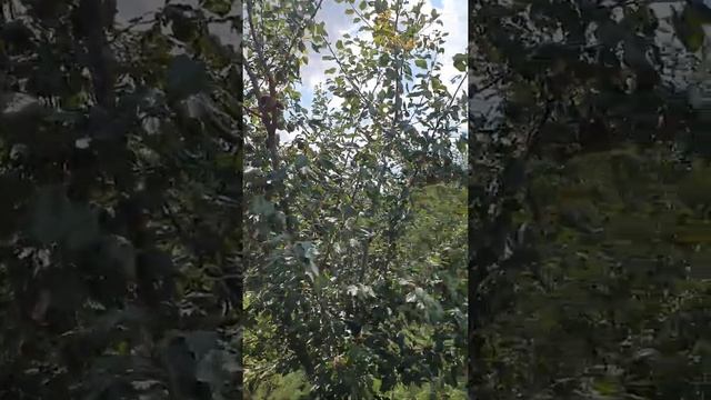 Абрикос Черный Принц смотреть онлайн