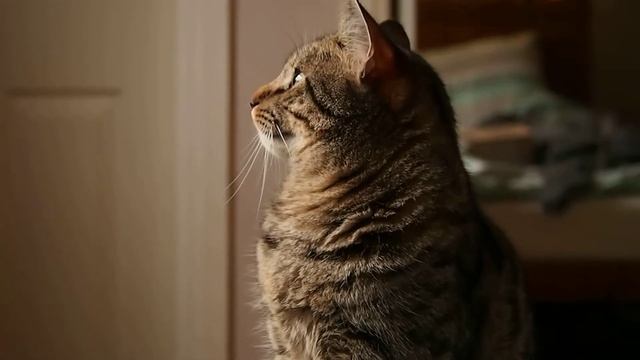 Olympus M. Zuiko 40-150mm camera lens test/example смотреть онлайн