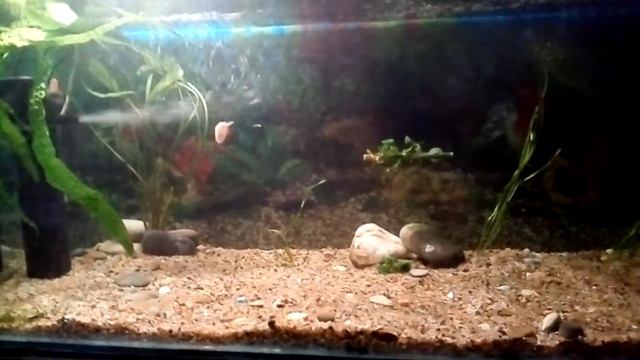 Запуск аквариума на 280литров 2й день после запуска смотреть онлайн