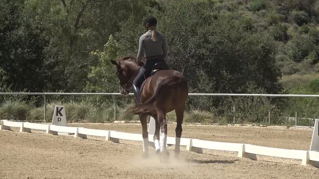How to Properly use the Whip and Spur (The Auxiliary Aids) смотреть онлайн