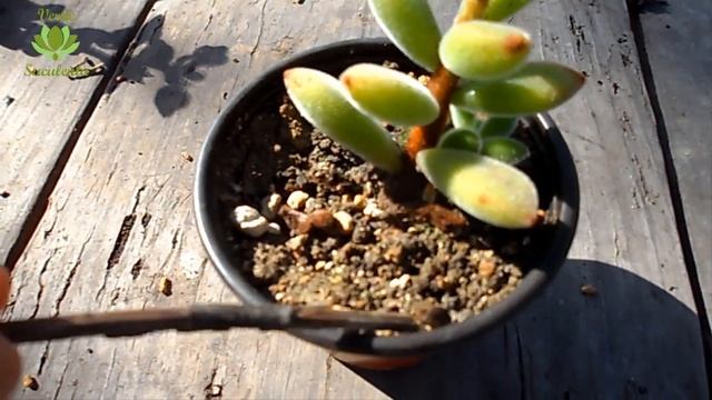 Echeveria PULVINATA "Ruby", una suculenta muy mexicana. смотреть онлайн