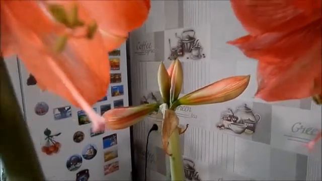 КАК НАЗЫВАЕТСЯ ЦВЕТОК? смотреть онлайн