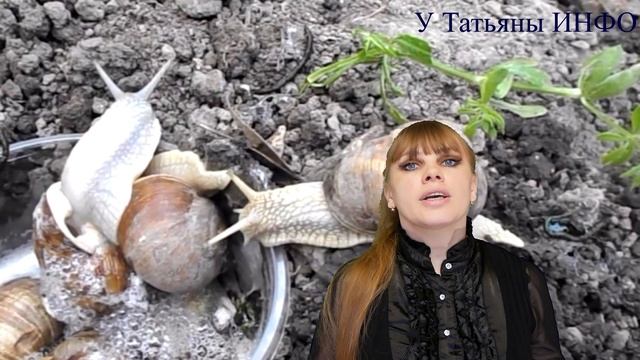 Как избавиться от УЛИТОК в огороде и в саду?! смотреть онлайн