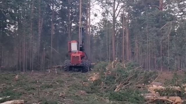 Лесорубы пилят лес смотреть онлайн