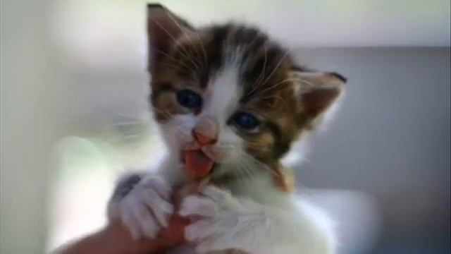 безродный кот.wmv смотреть онлайн