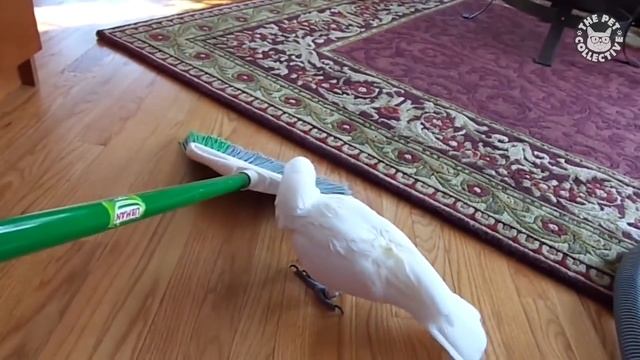 Try Not To Laugh | Funny Birds Video Compilation смотреть онлайн