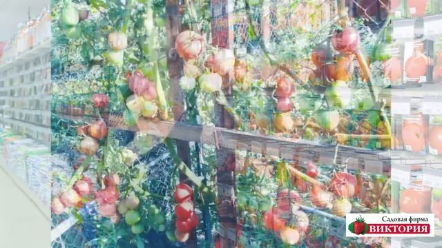 Помидоры,которые мы рекомендуем смотреть онлайн