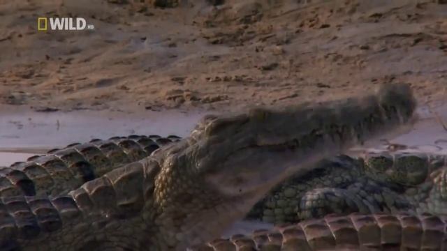 Суперхищники Нильский крокодил смотреть онлайн