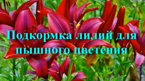 Подкормка лилий для пышного цветения
