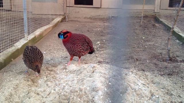 Tragopan Satyra / Трагопан Сатира смотреть онлайн