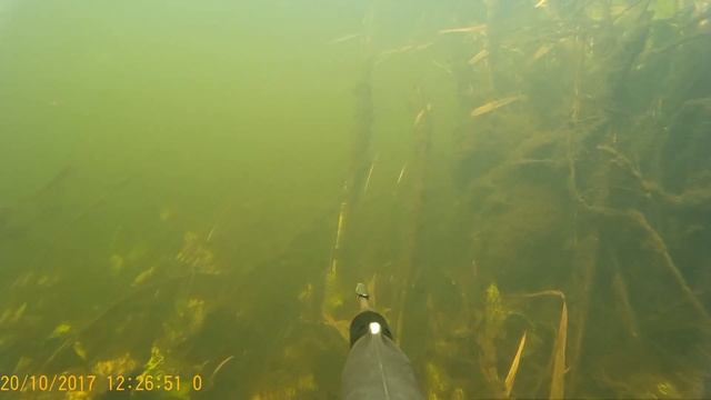 Подводная охота река Воронеж #подводныймир#рыбалка#воронеж#рыба#отдых# смотреть онлайн