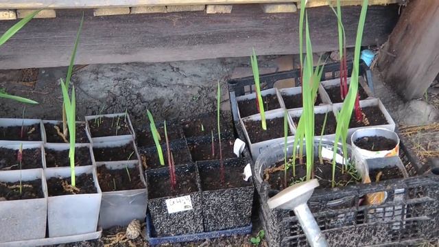 детки гладиолусов выращивание смотреть онлайн