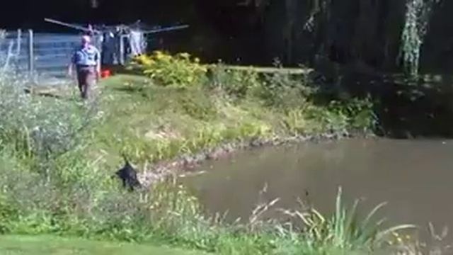 Deutsch Langhaar, German longhaired Pointer, Puppies Learning water retrieves смотреть онлайн