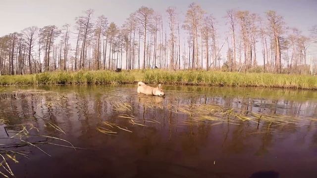 Щенок лайки, воспитание 14 смотреть онлайн