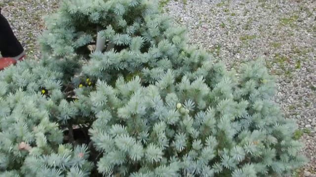 Picea Pungens St Mary's Broom смотреть онлайн