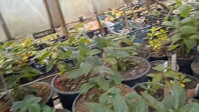 СОСТОЯНИЕ САЖЕНЦЕВ ЧЕРЕЗ МЕСЯЦ. ЧТО С НИМИ ДЕЛАТЬ ДАЛЬШЕ?!!! смотреть онлайн