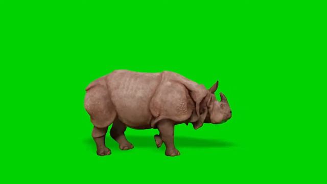 Футаж носорог на зелёном фоне - хромакей смотреть онлайн