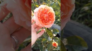 роза Этруска