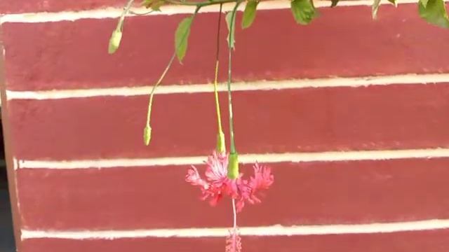Spider Hibiscus смотреть онлайн