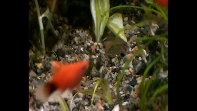 #Aquarium.Тетрa бриллиантовая и др. смотреть онлайн