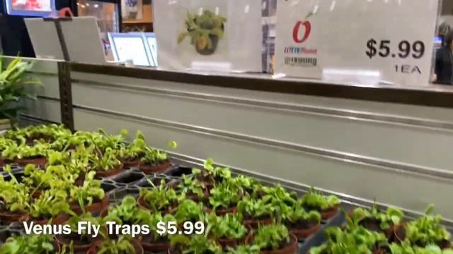 Grocery Store Plant Shopping at Lotte Plaza Market || FICUS ALTISSIMA, PRINCE OF ORANGE & HOYAS смотреть онлайн