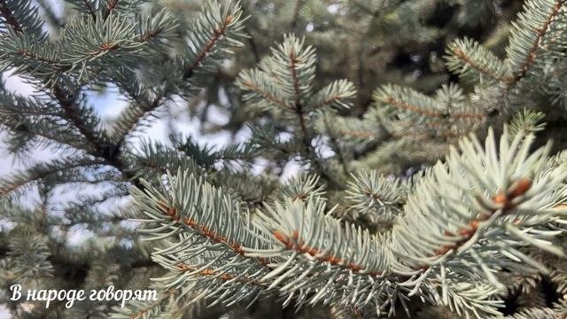 Скоро НОВЫЙ 2023 ГОД! Как правильно украсить ёлку. Куда поставить елку. Народные приметы.