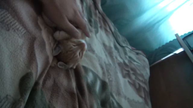 котёнок очень крепко спит))).MP4 смотреть онлайн