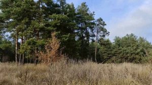 Эти сны предвещают беды и неприятности. Значение снов.