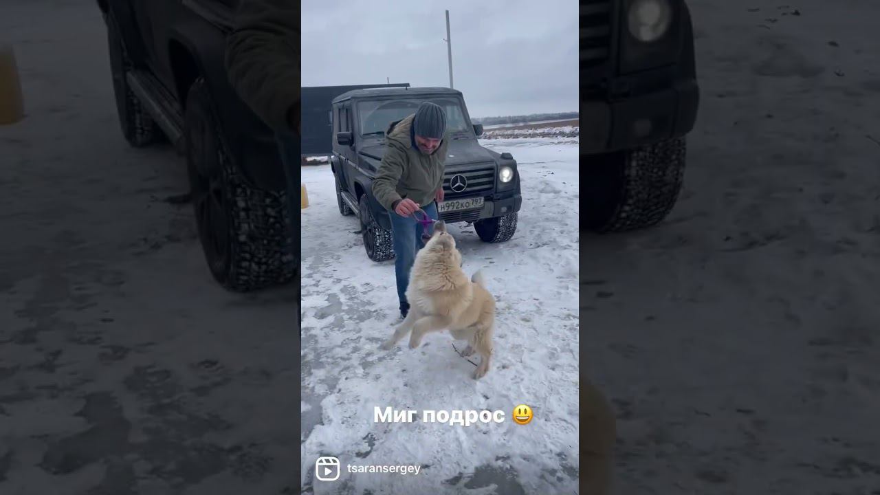 Миг подрос