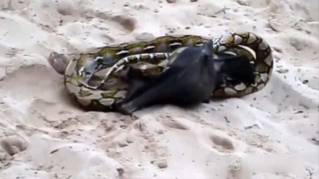3 woa Amazing Bat Trying To Escape From Python Attack смотреть онлайн