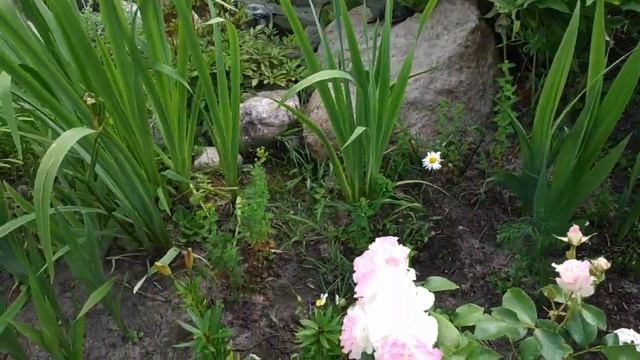 Роза Шарль Азнавур. Прогулка по цветнику смотреть онлайн