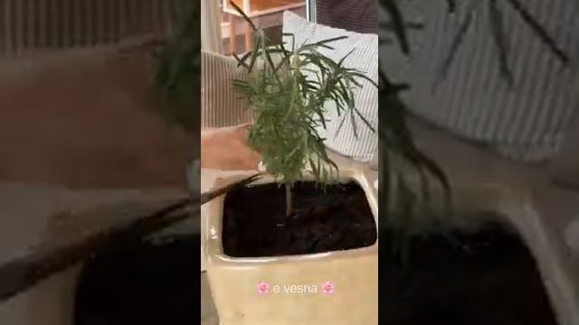 Формирование штамбового розмаринами смотреть онлайн