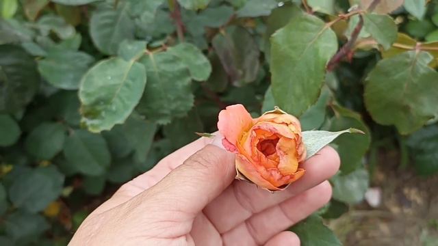 Цветение (не)редких сортов роз. 31 июля! #розы,#розывсаду #цветениероз,#сортароз