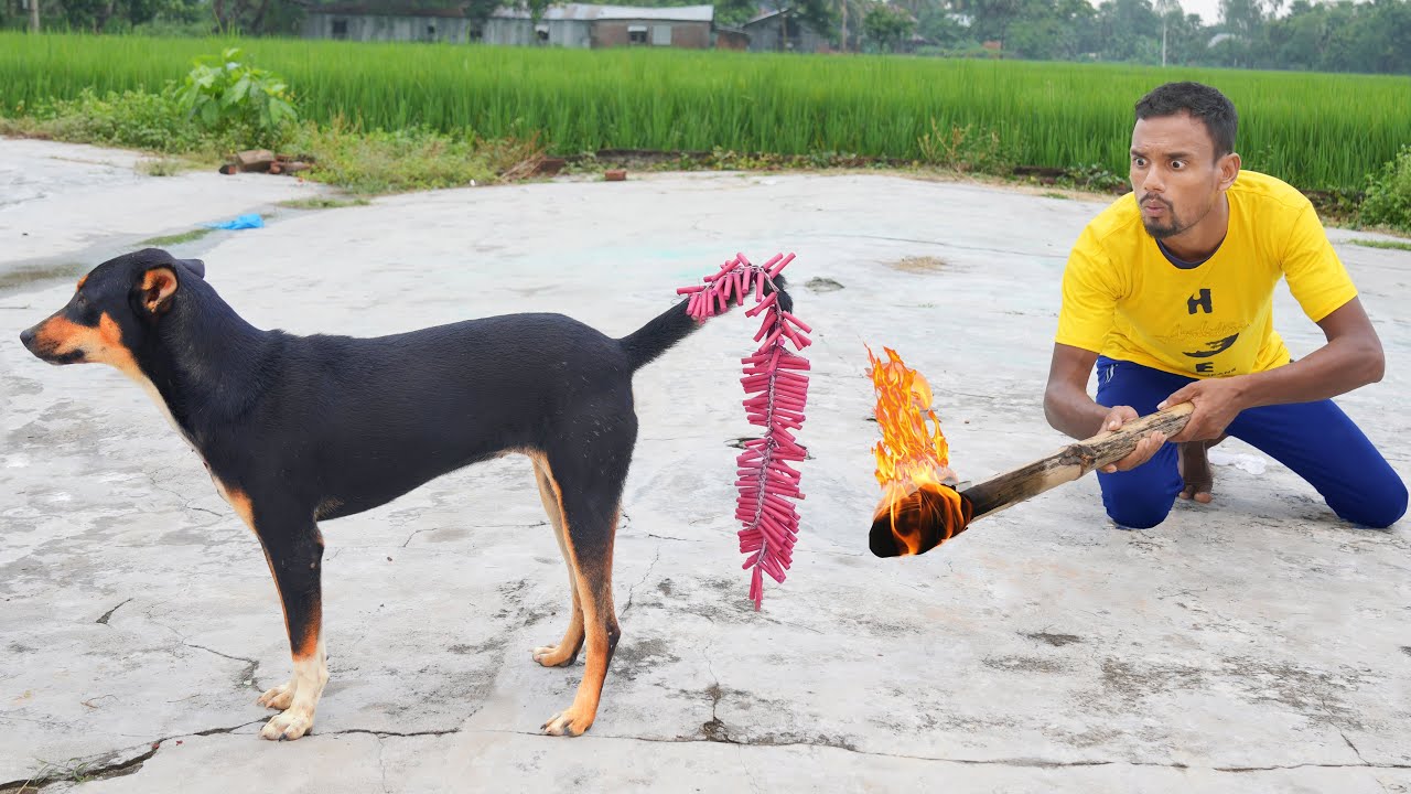 Совершенно потрясающее новое смешное видео смотреть онлайн