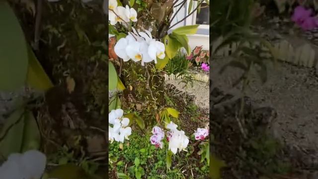 My front yard orchids tree смотреть онлайн