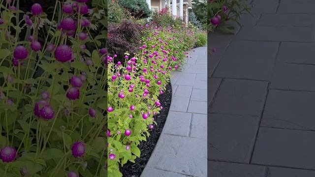Gorgeous Gomphrena!! Atomic Purple Gomphrena started from seed! ? #hookedandrooted смотреть онлайн