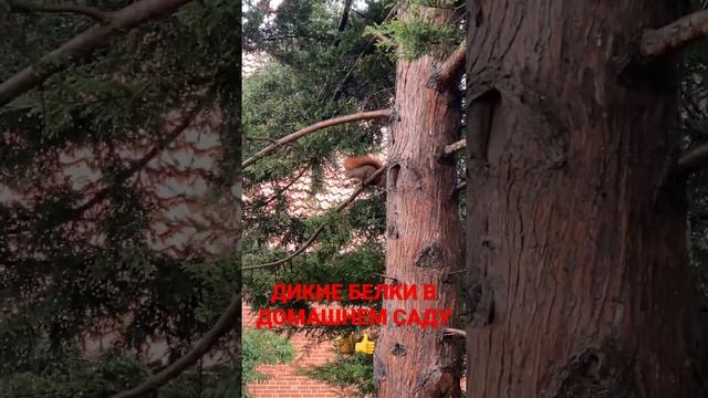 Дикие белки в домашнем саду живут смотреть онлайн