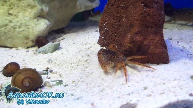 Королевский леопардовый краб - Panther crab - Parathelphusa pantherina смотреть онлайн