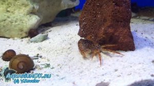 Королевский леопардовый краб - Panther crab - Parathelphusa pantherina
