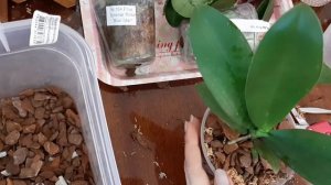 🌱Пересадка новых орхидей из торфа и мха 05.06.21🌱