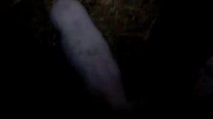 Свинкам 2 месяца (Ландрас/ББ + Дюрок)