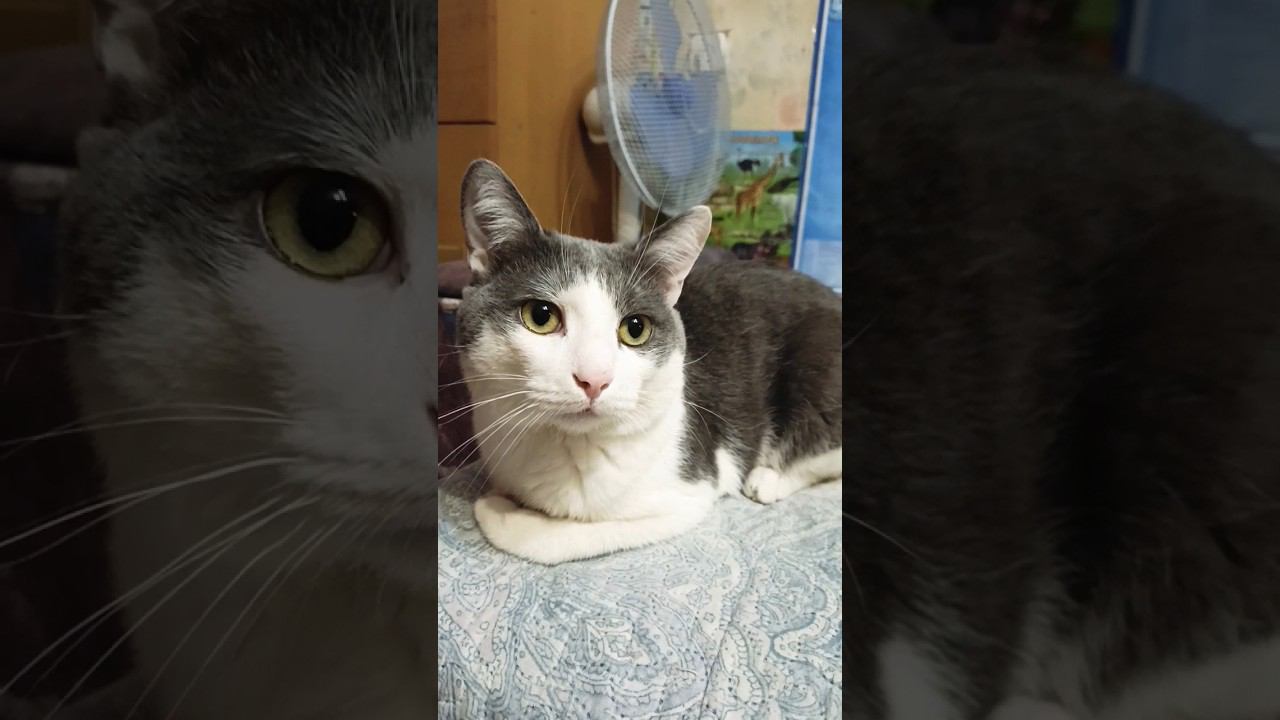 Радость моя, Мурзик котейка.#котики #юмор #лайк #мурзик #питомец #кот #котик #любовь #радость смотреть онлайн