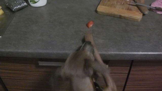 Левретка и помидор. Italian greyhound vs tomato. смотреть онлайн