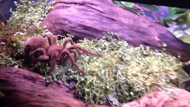Theraphosa stirmi new tank смотреть онлайн