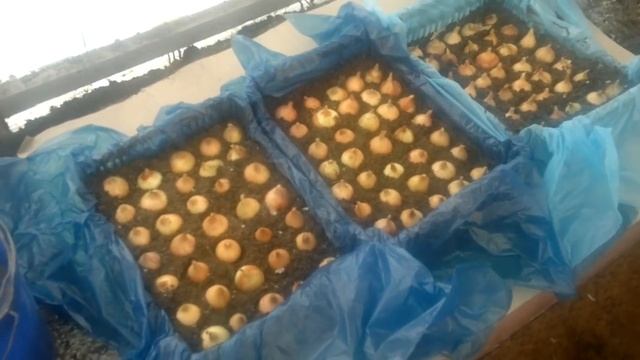 Лук на зелень ,посадка в ящики 7 марта . смотреть онлайн