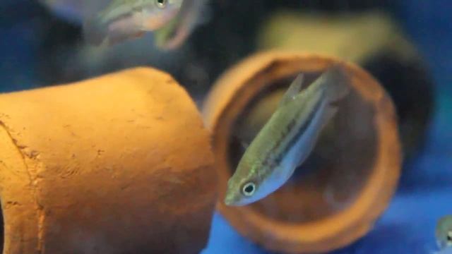 КАРЛИКОВЫЙ ГУРАМИ – TRICHOPSIS PUMILUS (PYGMY GOURAMI) смотреть онлайн