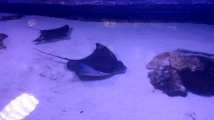 Океанариум Морская сказка» в ТЦ " Детский мир"