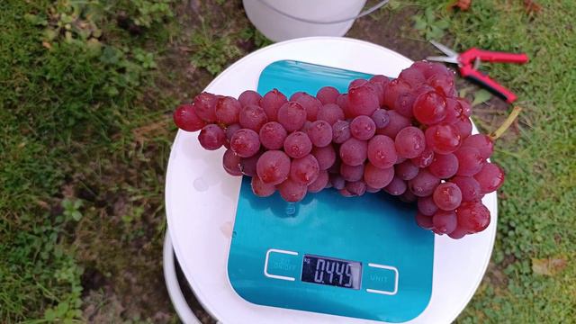 23-09.16 Виноград Ванесса смотреть онлайн
